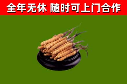 潍坊回收散虫草